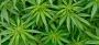 Cannabis-Legalisierung: High Life an der Börse - Diese Marihuana-Aktien sind einen Deal wert 09.11.2014 | Nachricht | finanzen.net